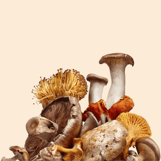Funghi Medicinali