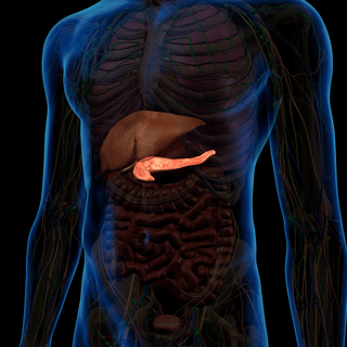 Metabolismo