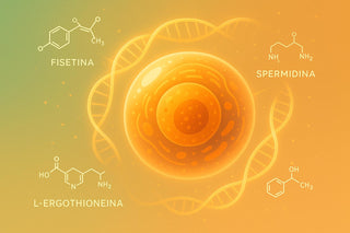 Longevità cellulare e telomeri: il potenziale di fisetina, spermidina e L-ergotioneina nella protezione dallo stress ossidativo e dall’invecchiamento precoce