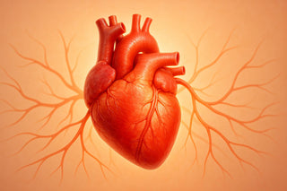 Arginina e Citrullina: come migliorano cuore, circolazione e vitalità sessuale