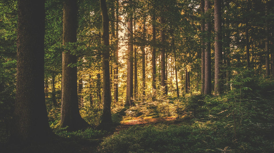 Il verde fa bene
