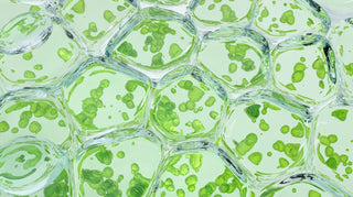 Clorofilla Magnesiaca | Il Segreto del Sangue Verde