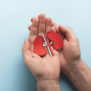 Rimedi diuretici e depurativi per reni e vie urinarie