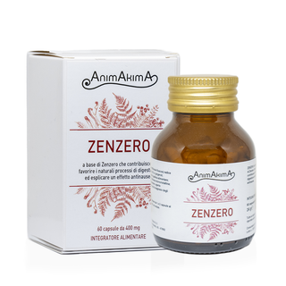 Zenzero